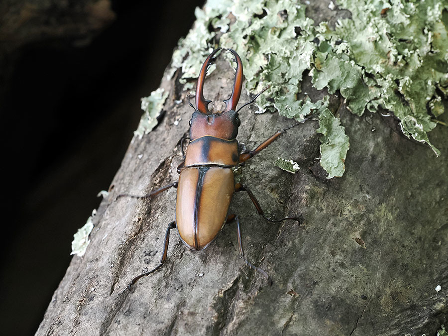 四川省のアスタコイデスノコギリクワガタ