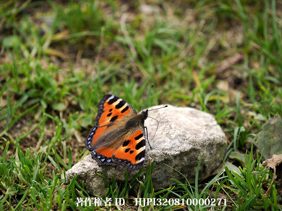 コヒオドシ（中国西部、高山の蝶）