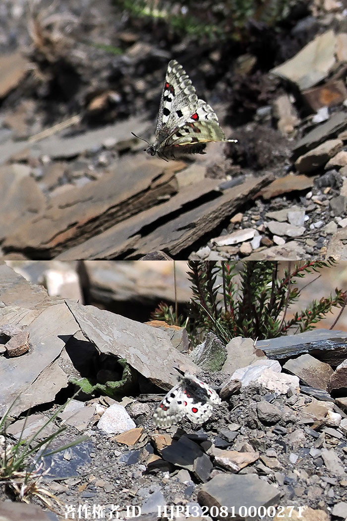 テンジクウスバシロチョウ　Parnassius epaphus（中国西部、高山の蝶）