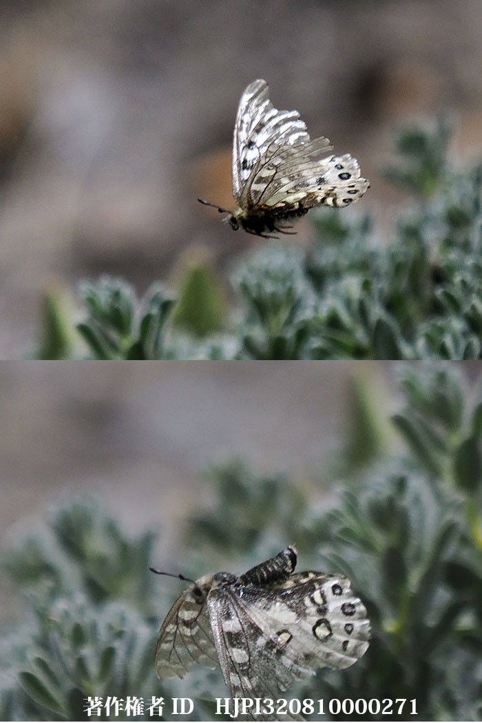 ケファルスウスバシロチョウ　Parnassius cephalus（中国西部、高山の蝶）
