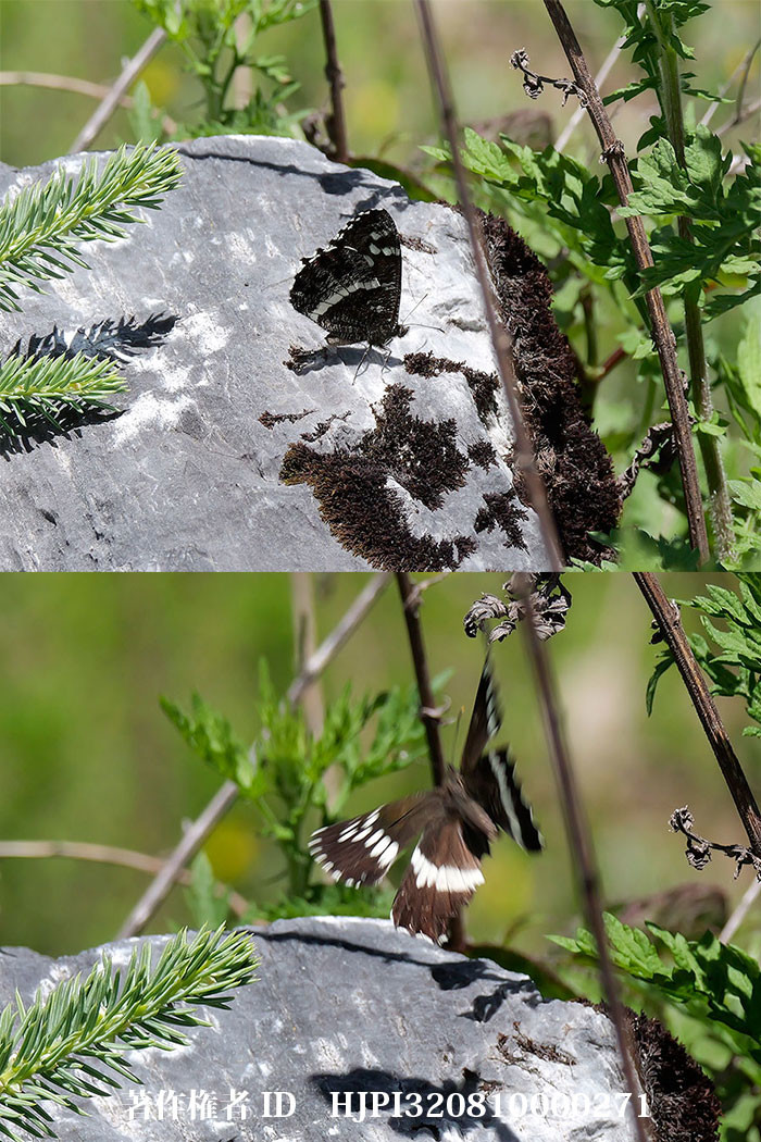 イチモンジジャノメの仲間　Aulocera　merlina（中国西部、高山の蝶）
