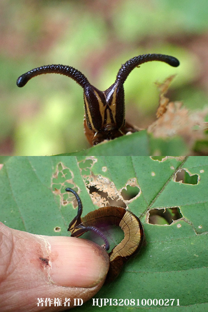 触ると噛みついてくるスミナガシの幼虫