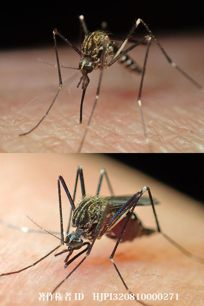 ヤブ蚊に刺された