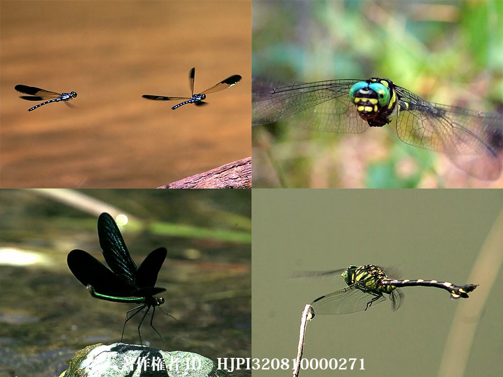 トンボの飛び方