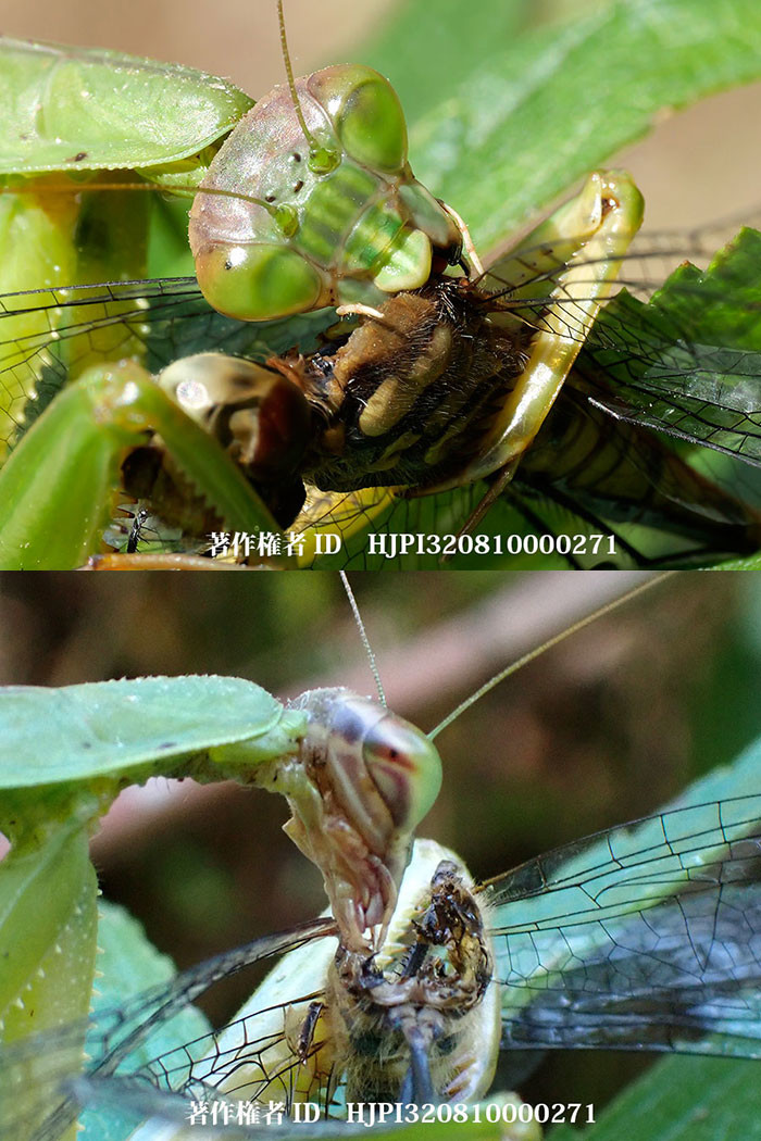 オオカマキリがアカトンボを食べる