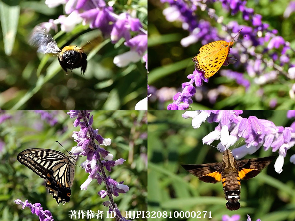 アメジストセージに来た虫
