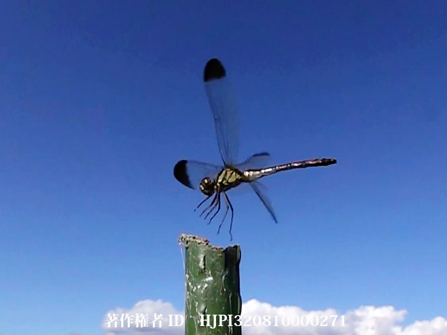 アカトンボの止まり方