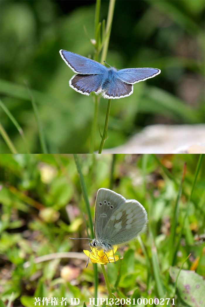 タカネシジミの飛翔　Albulina orbitula（中国西部、高山の蝶）