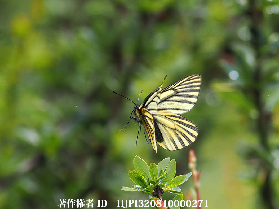黄色いミヤマシロチョウの仲間　Aporia martineti　♀（中国西部、高山の蝶）