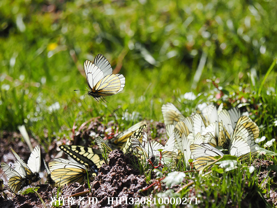 ミヤマシロチョウの仲間　Aporia　martineti（中国西部、高山の蝶）