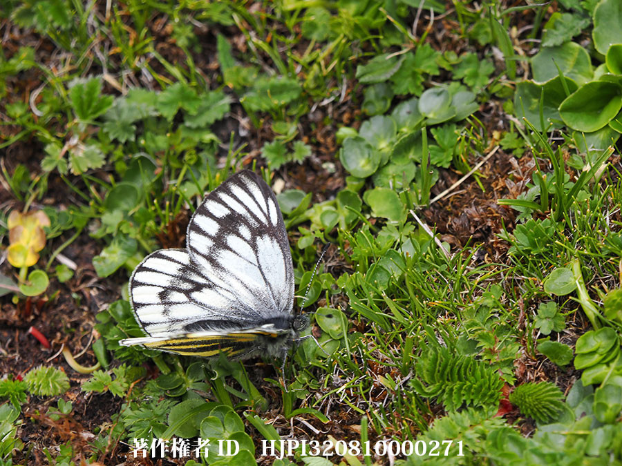 ミヤマスジグロシロチョウ　Sinopieris dubernardi（中国西部、高山の蝶）