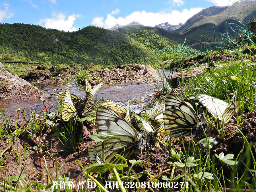 ミヤマスジグロシロチョウの吸水　Sinopieris dubernardi（中国西部、高山の蝶）