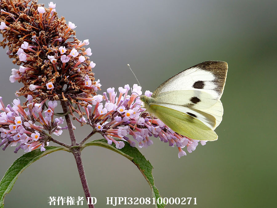 オオモンシロチョウ　（中国西部、高山の蝶）