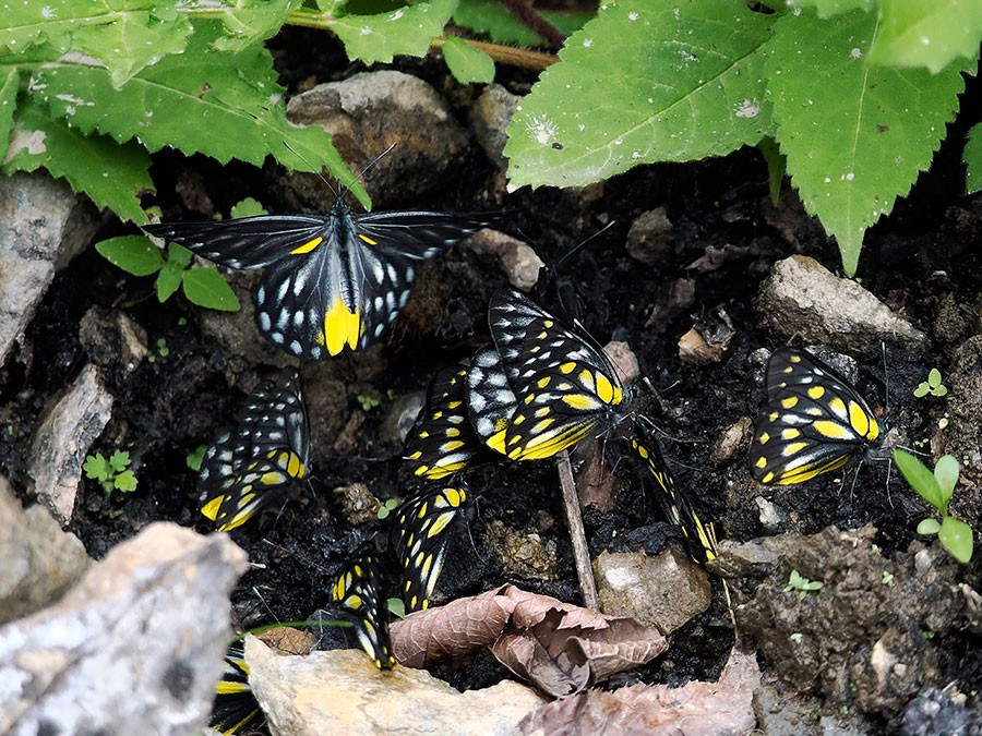 ワイルマンシロチョウ  Delias wilemani（中国西部、高山の蝶）