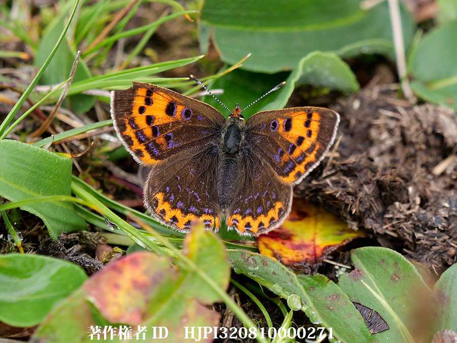 シセンベニシジミ　Lycaena pang（中国西部、高山の蝶）