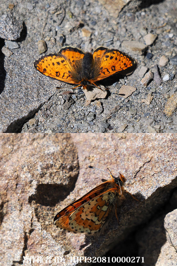 とても小さいヒョウモンモドキの一種　Melitaea　sp.（中国西部、高山の蝶）