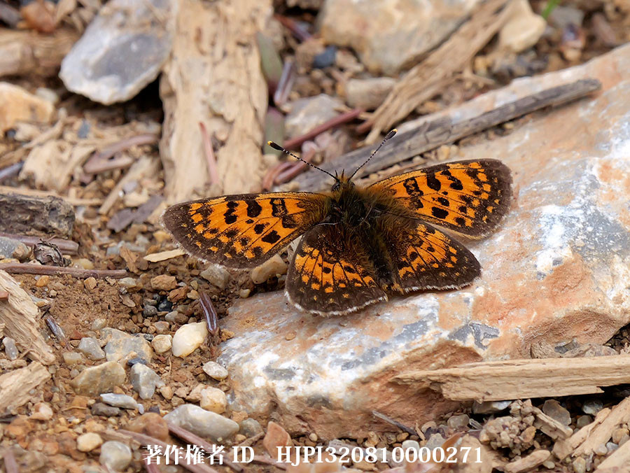 ベロナヒョウモンモドキ表　Melitaea　bellona（中国西部、高山の蝶）