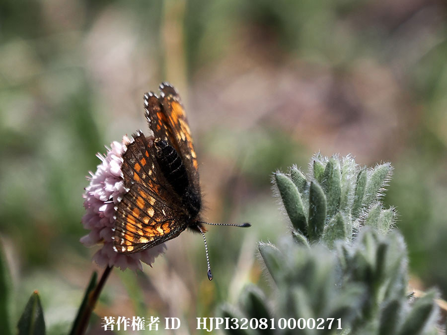 Melitaea  leechi リーチヒョウモンモドキ（中国西部、高山の蝶）
