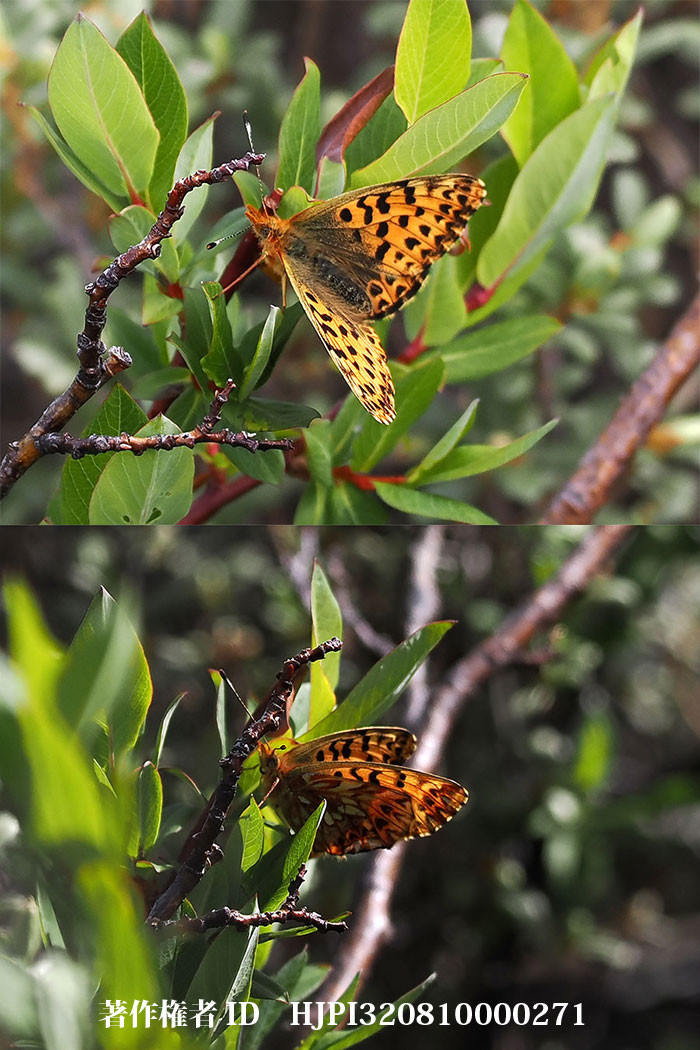 カラフトヒョウモンに近い仲間　Clossiana　gong（中国西部、高山の蝶）