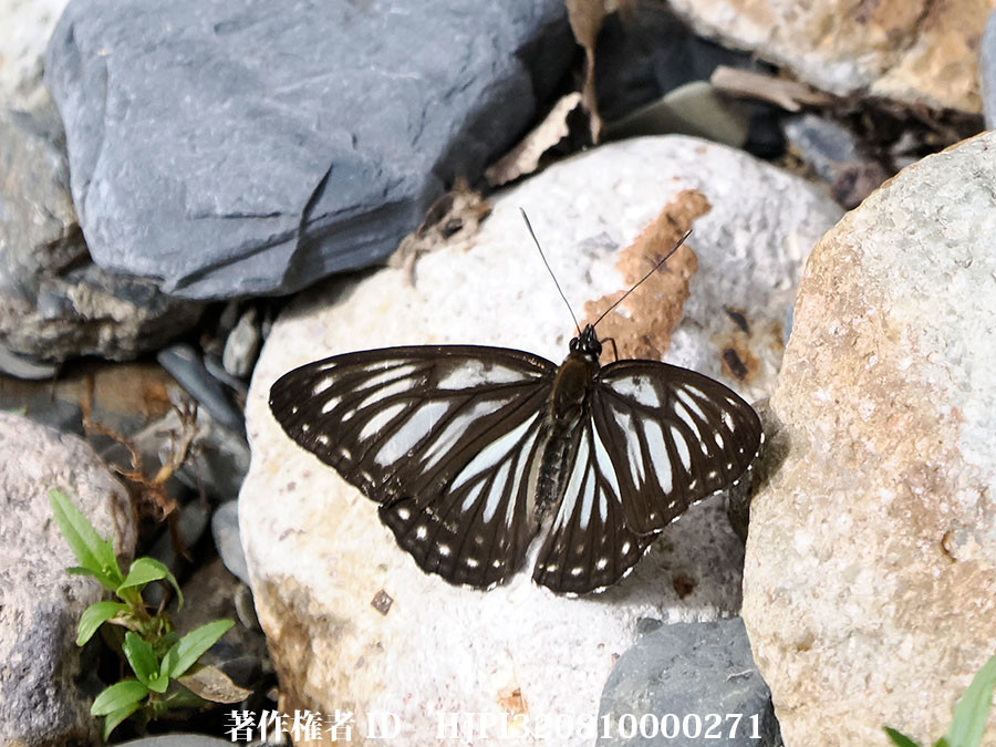 イチモンジチョウの仲間