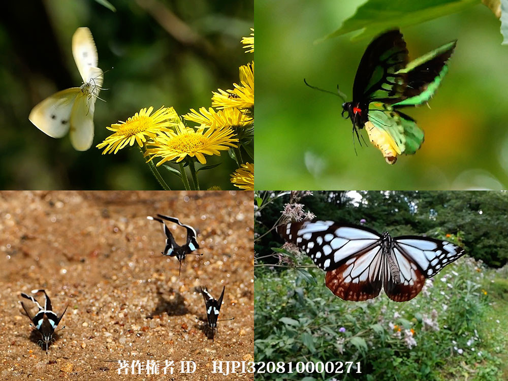 チョウの飛び方　