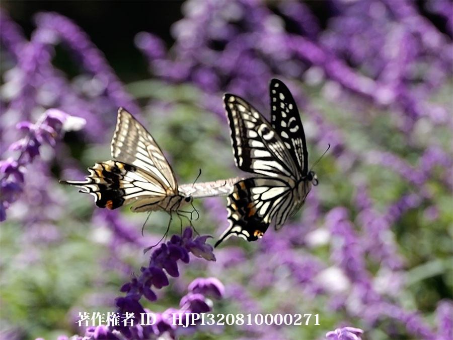 ナミアゲハの求愛