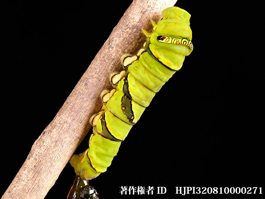 アゲハの幼虫の下痢便