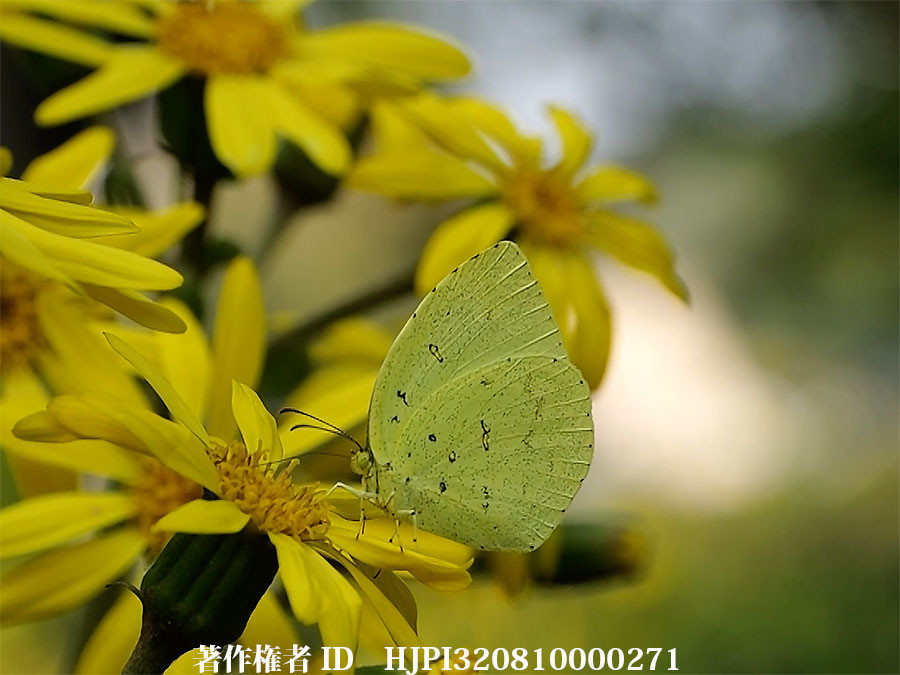 ツワブキにキチョウ