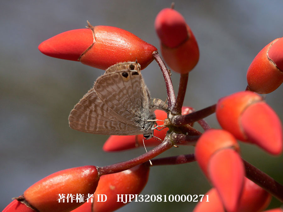 カイコウズに産卵するウラナミシジミ