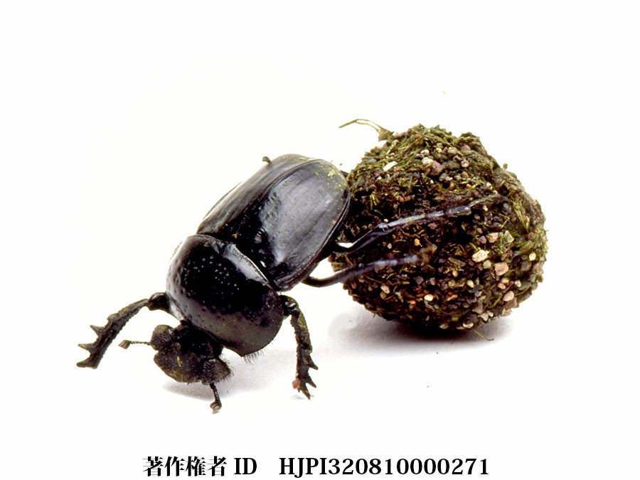 フンコロガシ（ファーブル昆虫記の虫たち1）