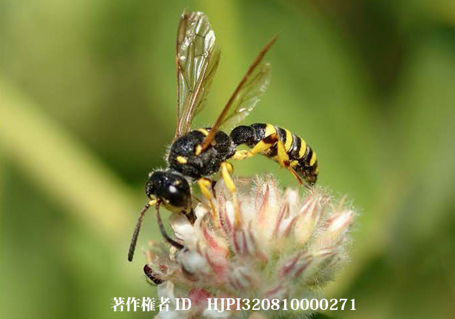 コブツチスガリ（ファーブル昆虫記の虫たち2）