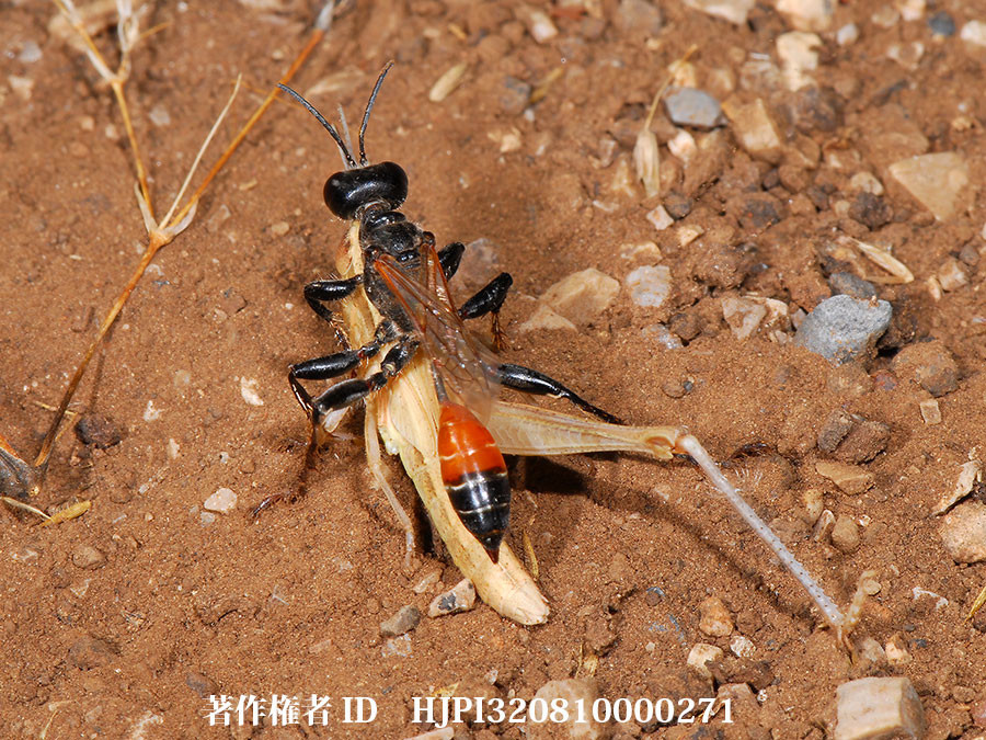 アナバチ（ファーブル昆虫記の虫たち3）