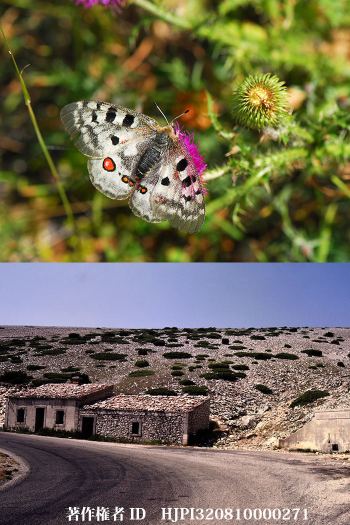 バントゥー山（ファーブル昆虫記の虫たち4）