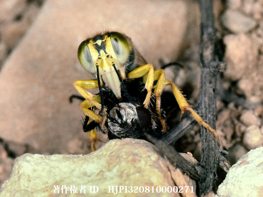 ハナダカバチ（ファーブル昆虫記の虫たち6）