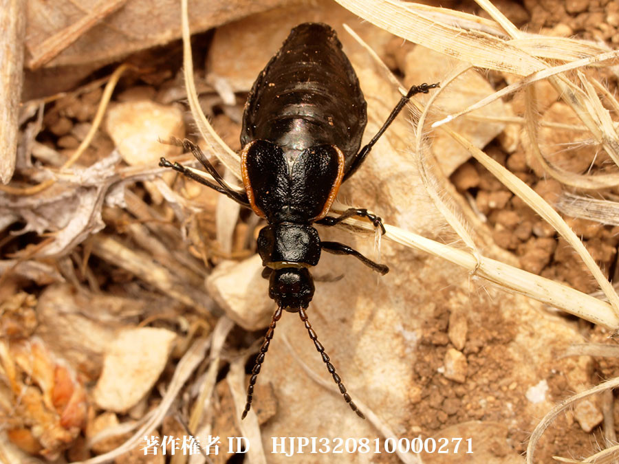 ツチハンミョウ（ファーブル昆虫記の虫たち9）