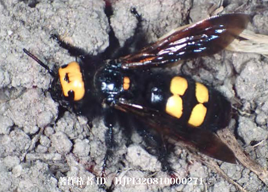 ツチバチ（ファーブル昆虫記の虫たち10）