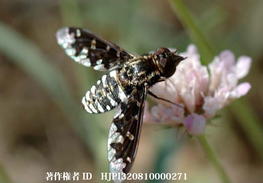 ホシツリアブ（ファーブル昆虫記の虫たち11）