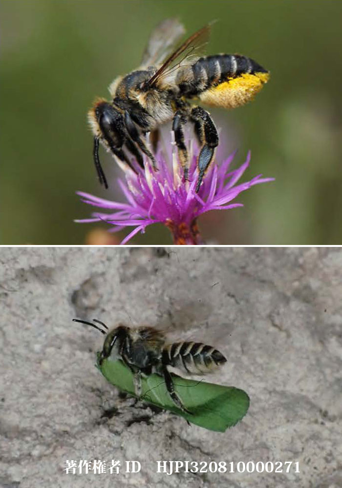 ツツハナバチは雌雄の卵を産み分ける（ファーブル昆虫記の虫たち13）