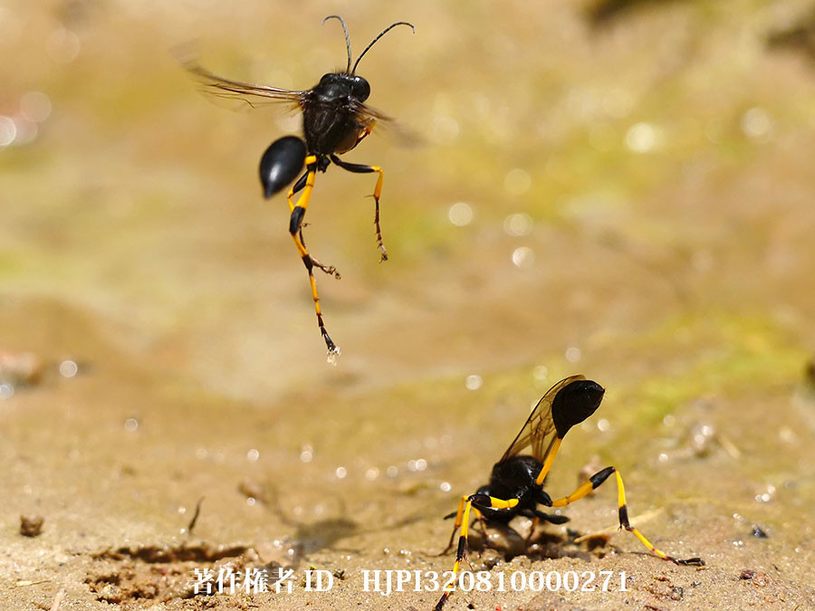 オウシュウキゴシジガバチ（ファーブル昆虫記の虫たち14）