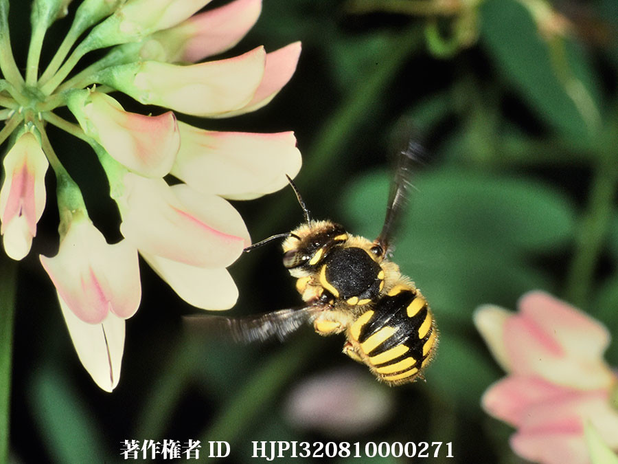 モンハナバチ（ファーブル昆虫記の虫たち15）