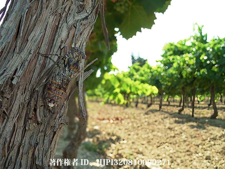 トネリコゼミ（ファーブル昆虫記の虫たち18）