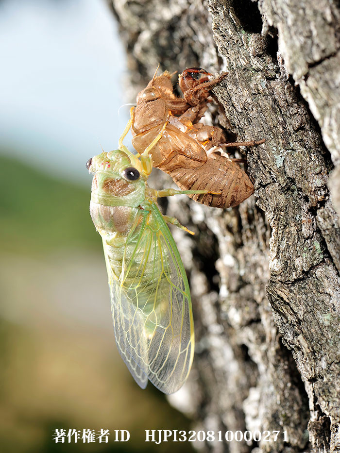 オオナミゼミの羽化（ファーブル昆虫記の虫たち19）