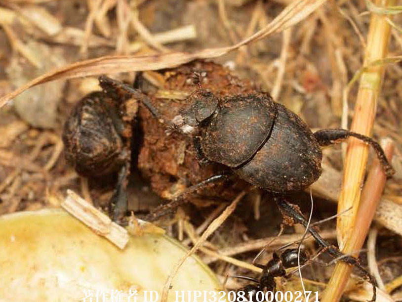 アシナガタマオシコガネ（ファーブル昆虫記の虫たち20）