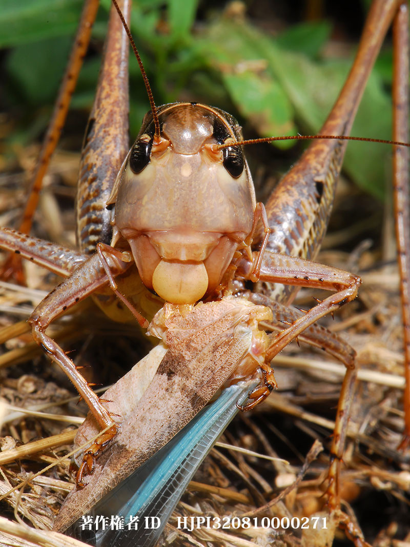 カオジロキリギリス（ファーブル昆虫記の虫たち21）