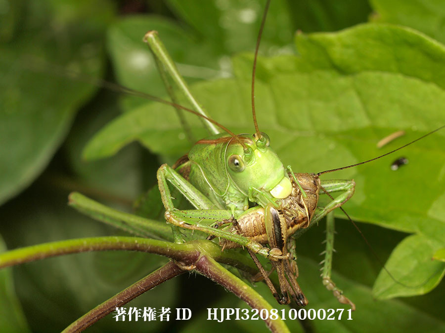 アオヤブキリ（ファーブル昆虫記の虫たち22）