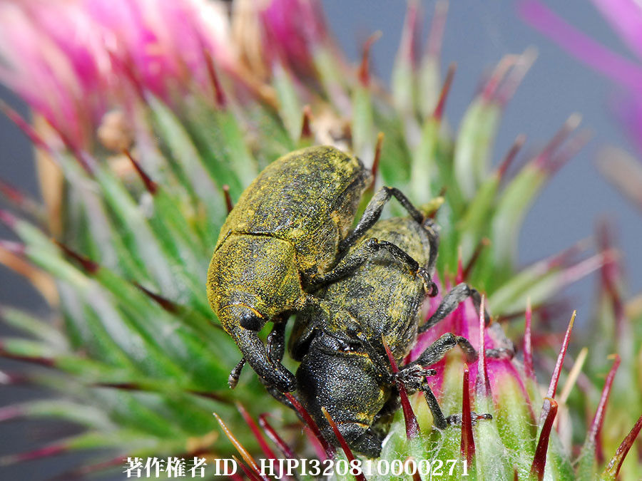 ゴボウゾウムシ（ファーブル昆虫記の虫たち24）