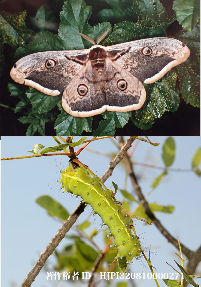 オオクジャクヤママユ（ファーブル昆虫記の虫たち26）