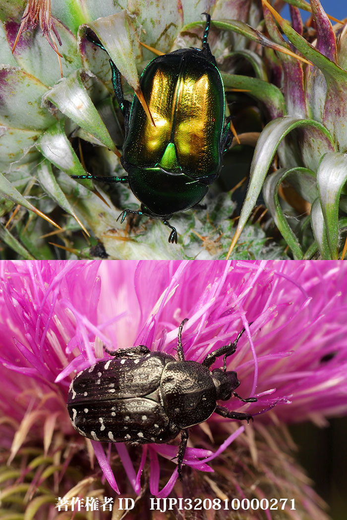 ハナムグリ（ファーブル昆虫記の虫たち27）