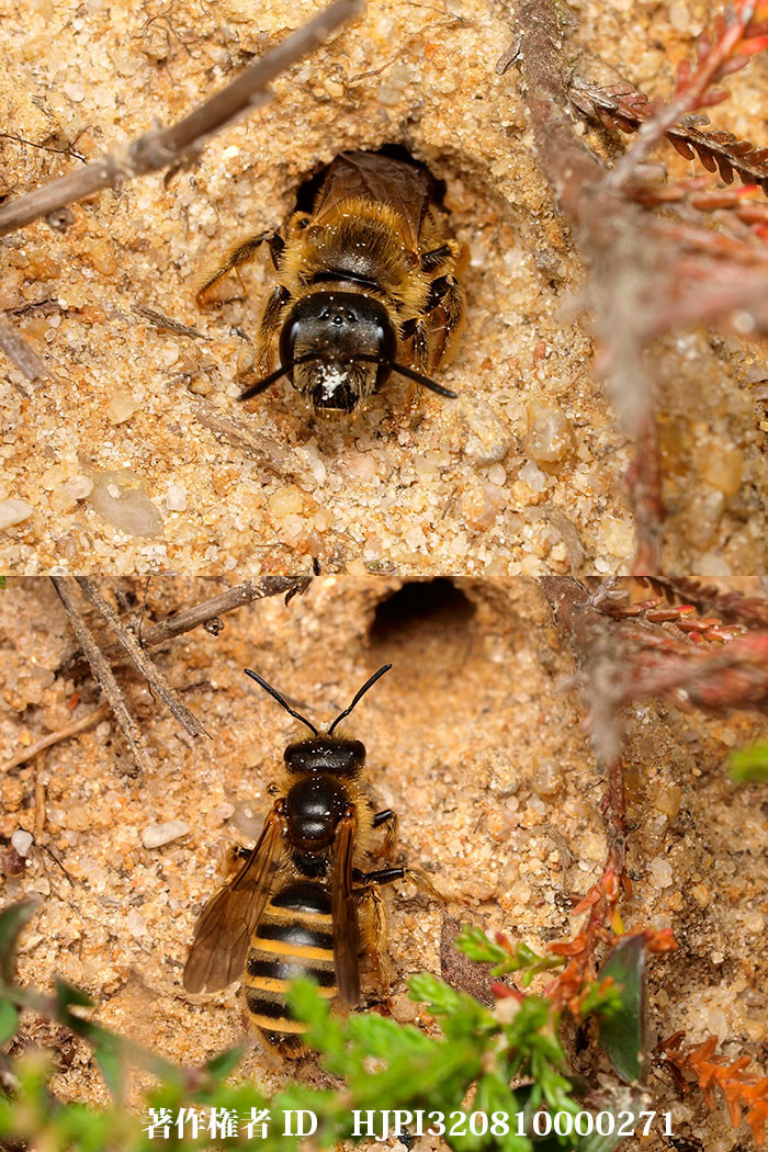 シマコハナバチの門番（ファーブル昆虫記の虫たち28）