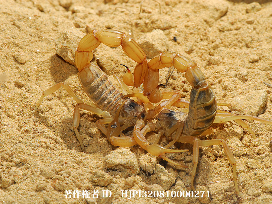 ラングドックサソリ（ファーブル昆虫記の虫たち31）